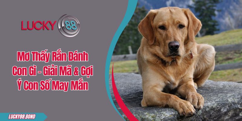Mơ Thấy Chó Đánh Con Gì - Giải Mã Giấc Mơ & Số May Mắn
